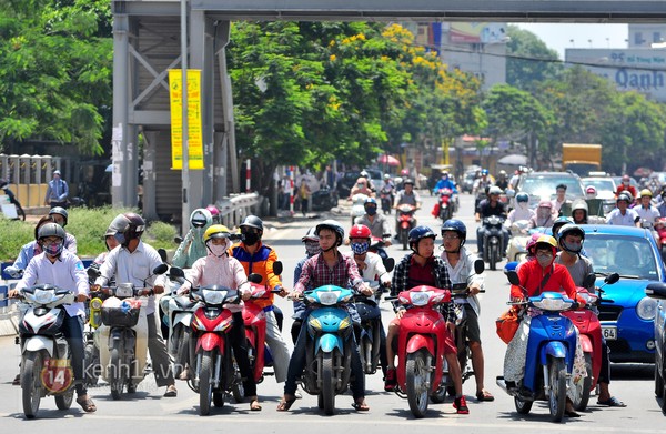 trồng cây xanh, cây xanh, cây công trình