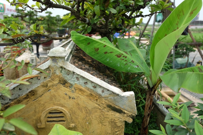 Anh Trường chia sẻ, anh mất nhiều công để tìm được các cây phù hợp cho khuôn viên, hãm cho chúng không được lớn, phá không gian.