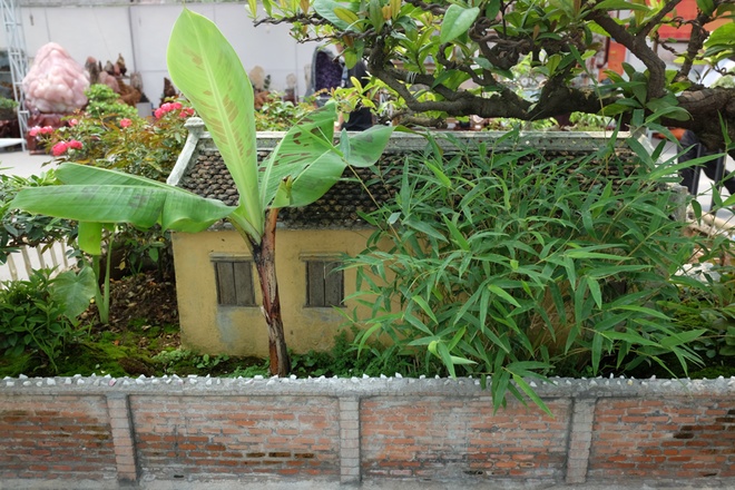 Ngôi nhà truyền thống không thể thiếu hình ảnh "Trước trồng cau, sau trồng chuối". Bởi vậy, chủ nhà kỳ công tìm bằng được một cây chuối còi để phù hợp với không gian nhỏ.
