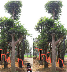Cây Trám: Chúng tôi trồng mua bán cây trám đen, cây trám trắng lh mr khánh 0988 857 499
