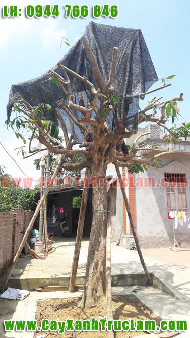 Bán Cây Trứng Gà Mâm Xôi Đẹp, Cây Trứng Gà, Cây Lêkima lh 0944 766 846