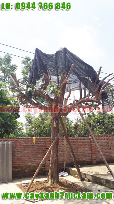 Bán Cây Trứng Gà Mâm Xôi Đẹp, Cây Trứng Gà, Cây Lêkima lh 0944 766 846