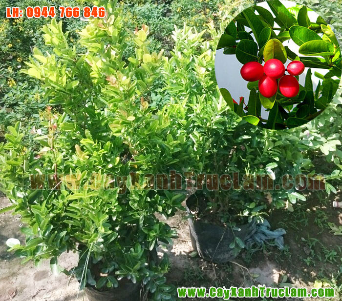 Cây Xanh Trúc Lâm: Bán Sỉ Lẻ Cây Siro, cây xi rô, Sirô ở Hà Nội lh 0944 766 846