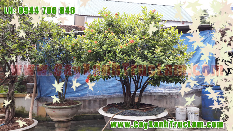 Cây Hoa Mẫu Đơn Cổ Trồng Trong Chậu Cảnh