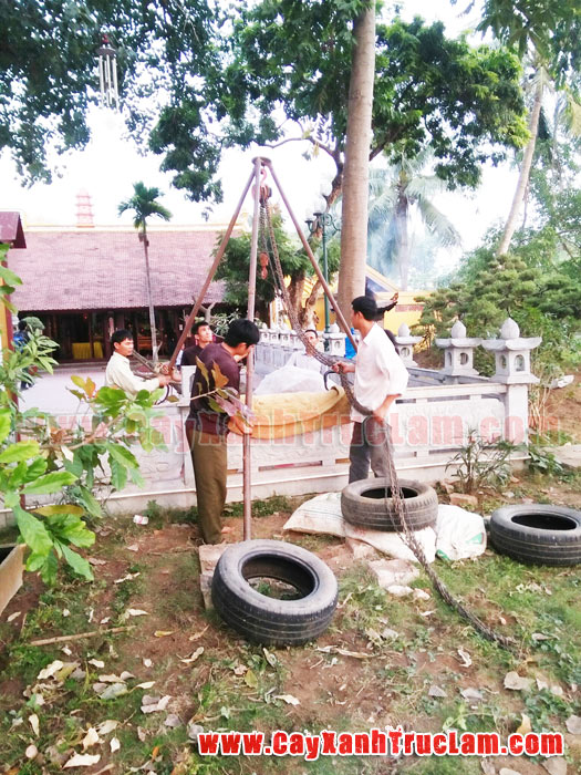 Trồng cây xanh cho nhà chùa Trần Quốc, Chùa Đại Bi, Chùa Linh Quang