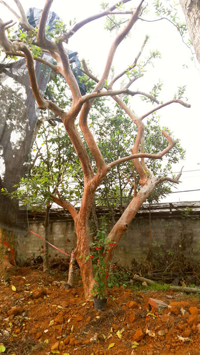 Cây Hoa Đăng, Cây Hoa Quý Hiếm, Cây Độc Lạ - LH Mr Khánh 0988 857 499