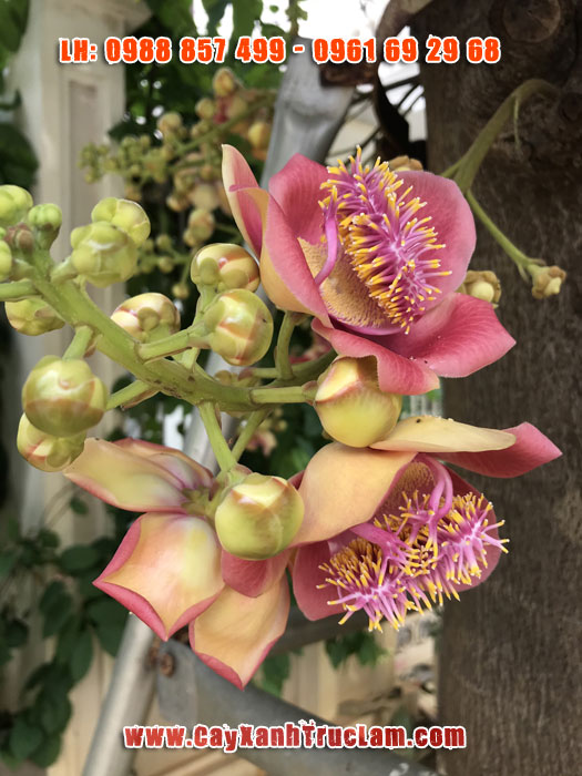 Hoa cây Sala - Cây Ngọc Kỳ Lân - Hoa Của Phật
