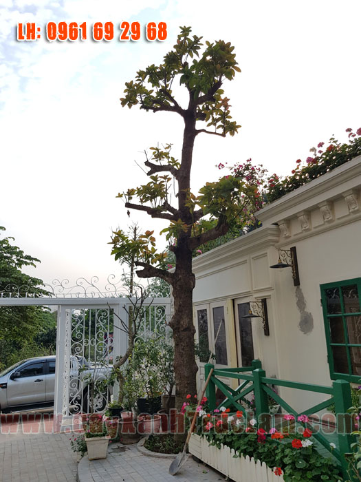 Trồng cây Bơ - Cung Cấp Cây Bơ Có Quá ăn ngon tại Biệt Thự Tây Hồ Tây 