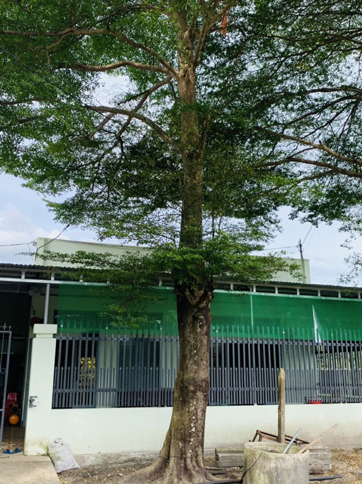 Cây Bàng - Cây Bàng Đài Loan, Bàng lá nhỏ vanh 200cm là cây to lơn cây được trồng trang trí cảnh quan, làm điểm nhấn cho các dự án cần cây Bàng Đái Loan đường kính khủng 70-1m
