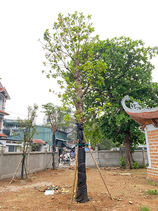 cây Giáng Hương trồng tại khuôn viên chính của Đình làng Liệp Mai