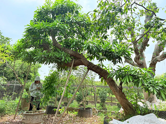 Cây Lêkima (cây trứng gà)
