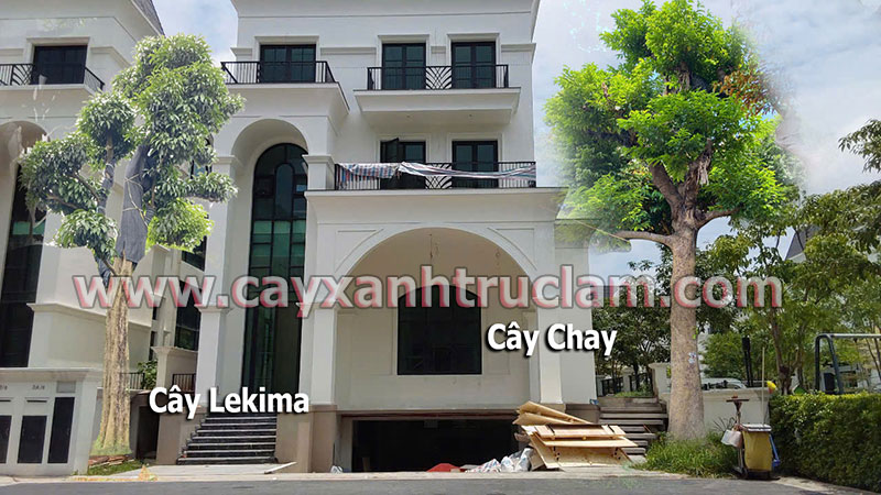 Chuyên cung cấp cây Chay cổ thụ đẹp, cây Chay trồng biệt thự sân vườn dáng thế độc đáo, cây chay trồng trước nhà mang lại tài lộc. Cam kết uy tín, giá tại vườn. Liên hệ ngay để được tư vấn phong thủy và chọn cây xanh đẹp.